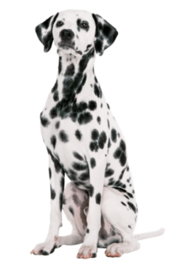 dalmatian_st